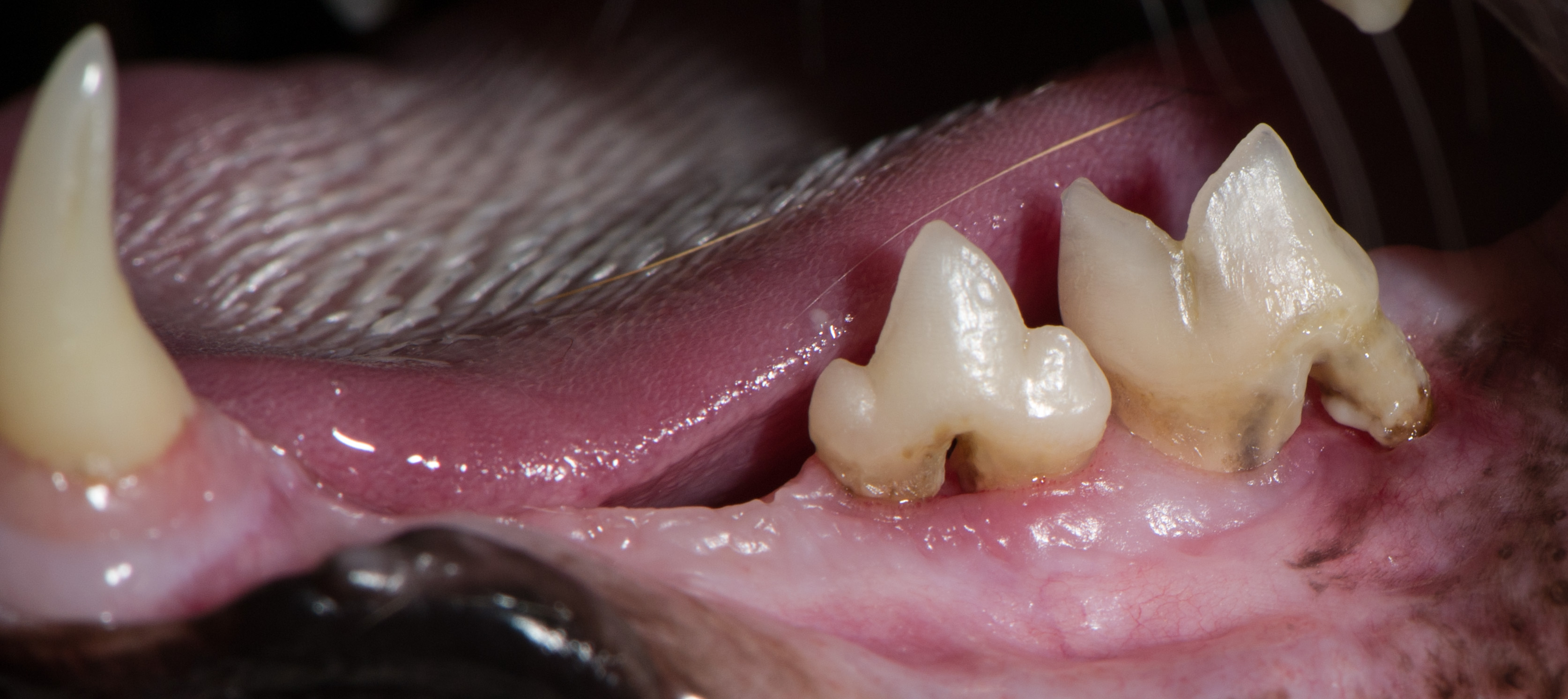 Dental Disease in Cats Thickson Road Pet Hospital