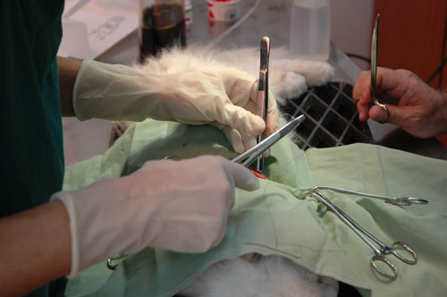 Dog Surgery image