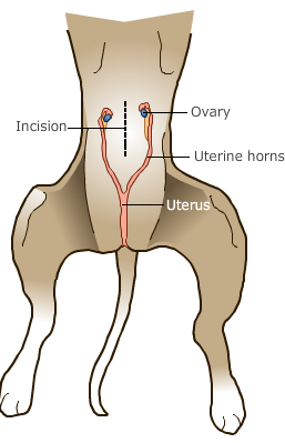 what does it mean for a dog to be spayed