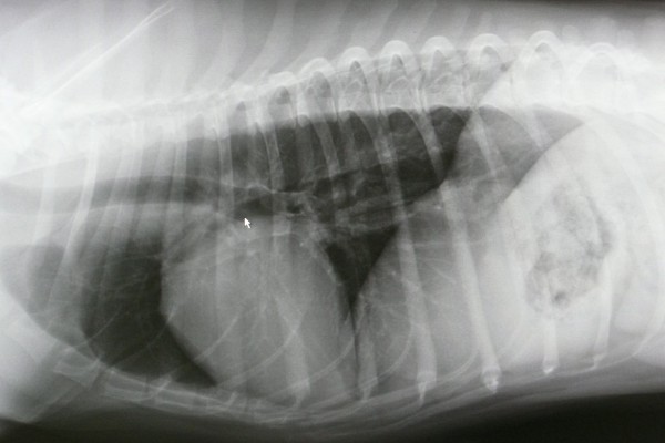 Sample xray.