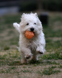 Small white dog running with orange ball