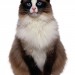 Image of Brown and white cat