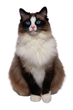 Image of Brown and white cat