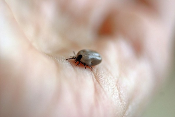 Hand holding a tick