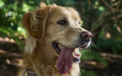 image for Heat Exhaustion and Dogs